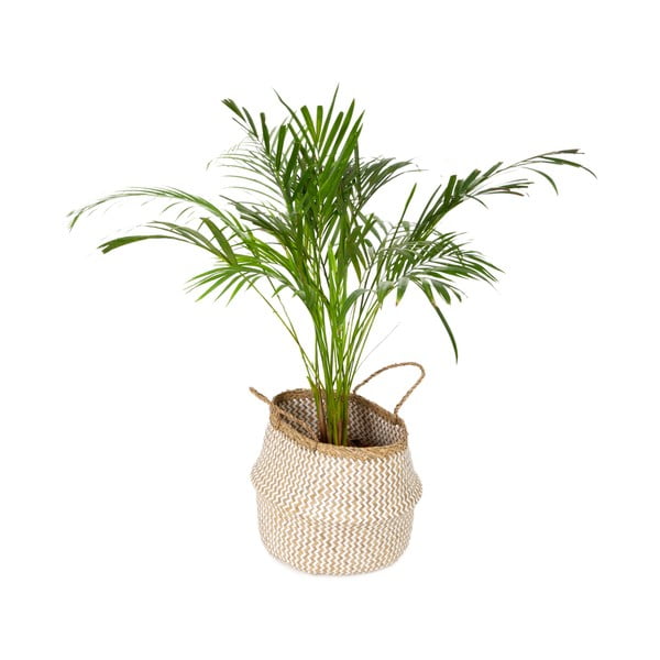 Svetlý úložný košík z morskej trávy Compactor Zic Zac, ⌀ 35 cm-image-4