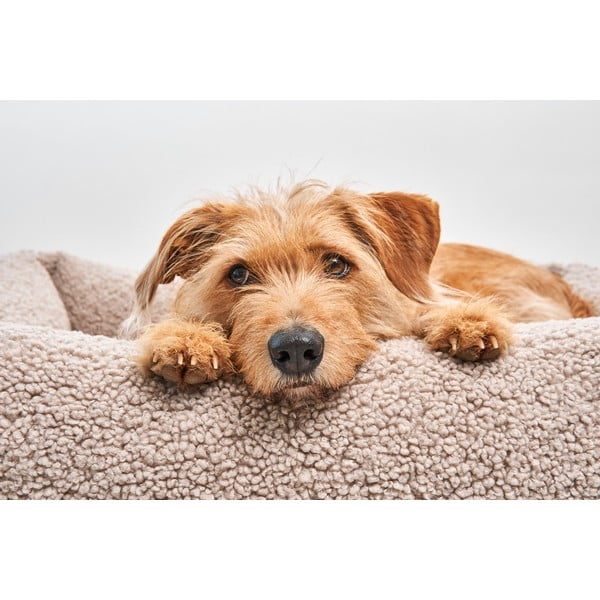 Béžový pelech pre psa z materiálu buklé 71x91 cm Senso Greige M – MiaCara-image-1