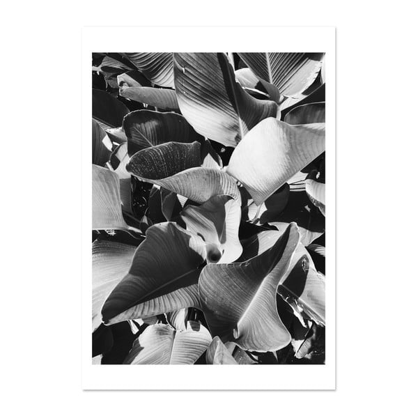 Plagát HF Living Botanic Aphrodite, 21 × 30 cm