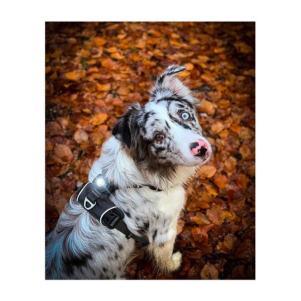 LED svetlo na obojok Dark – Orbiloc-image-3