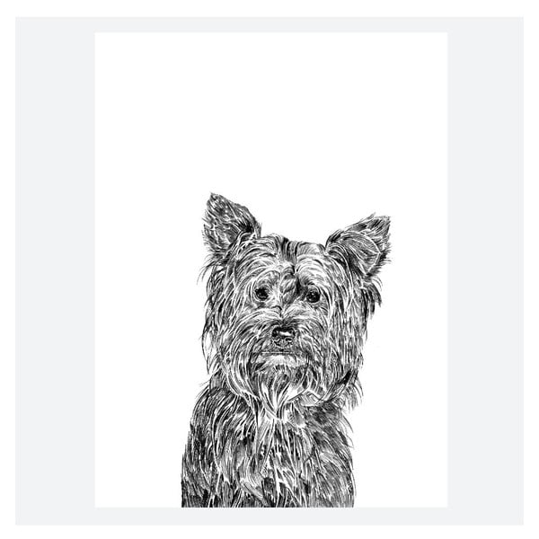 Plagát Freddie the Yorkshire Terrier, 30x40 cm