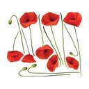 Sada samolepiek na stenu Ambiance vrmeil Poppies, 60 x 70 cm