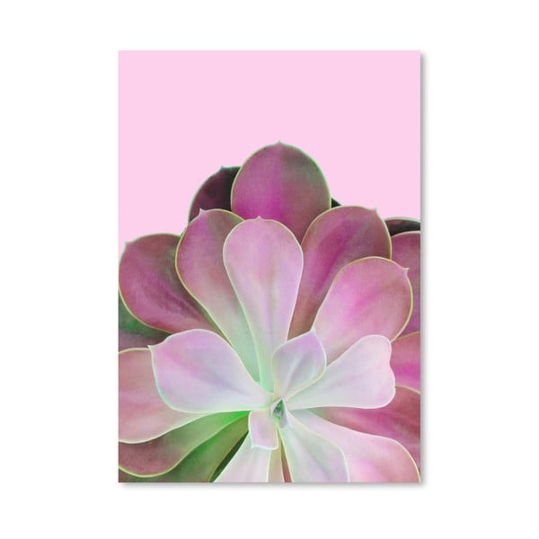 Plagát Americanflat Pink Succulent, 30 × 42 cm