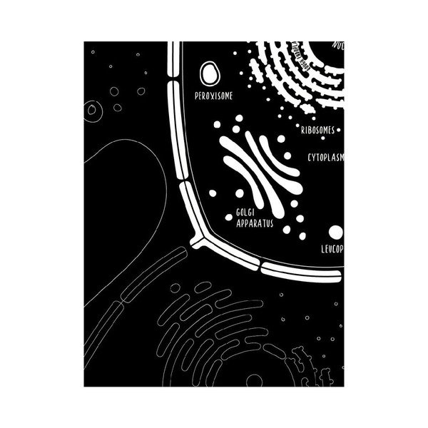 Sada 2 plagátov Follygraph Little & Big Biologist, 30 x 40 cm-image-3