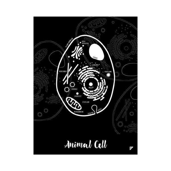 Sada 2 plagátov Follygraph Little & Big Biologist, 30 x 40 cm-image-1