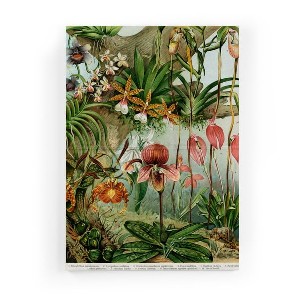 Obraz na plátne Surdic Jungle Flowers, 40 x 60 cm
