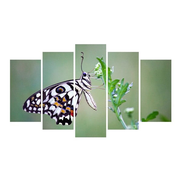 Viacdielny obraz na plátne Animal Butterfly