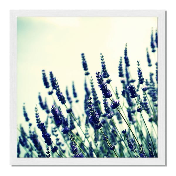 Obraz v ráme Liv Corday Provence Lavender Field, 40 x 40 cm
