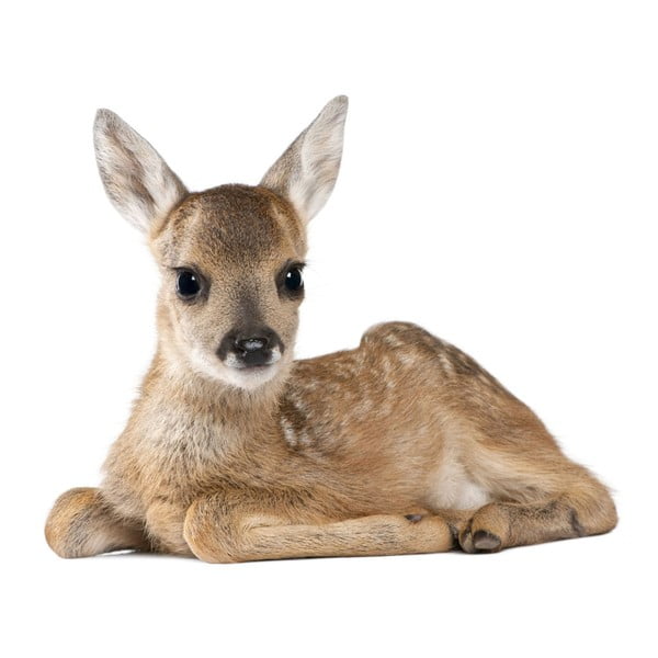 Nástenná samolepka Dekornik Deer Lucy, 115 x 94 cm