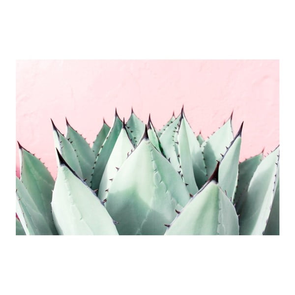 Obraz na plátne Marmont Hill Aloe, 61 × 41 cm