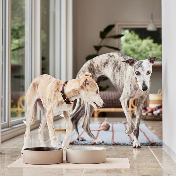 Keramická miska pre psa ø 17 cm Sia – OYOY Living Design-image-1