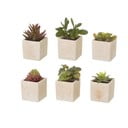 Umelé rastliny v súprave 6 ks (výška  9,5 cm) Cactus – Casa Selección