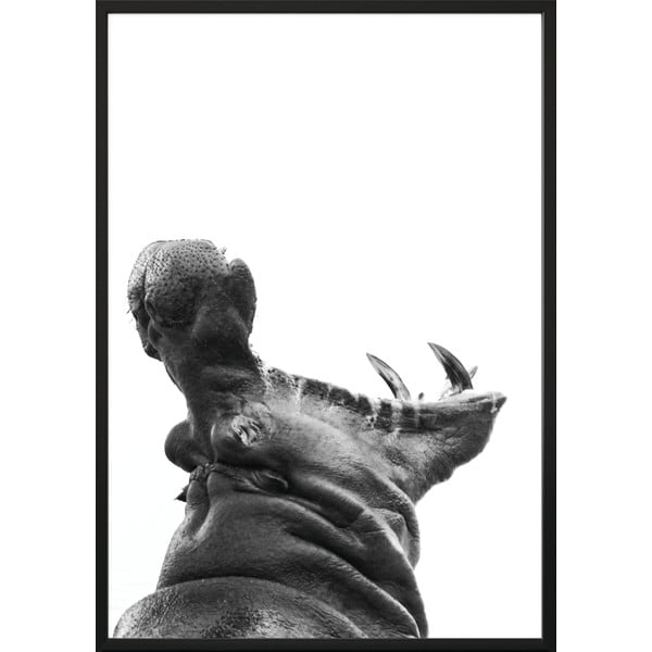 Plagát DecoKing Hippopotamus, 70 x 50 cm