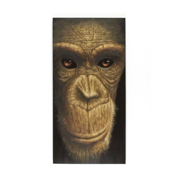 Obraz SOB Šimpanz