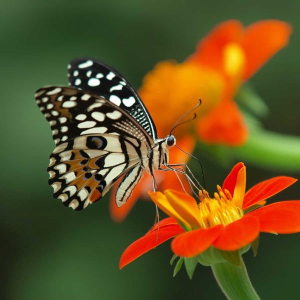 Obraz Obedová motýlia pauza, 60x60 cm