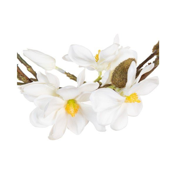 Veniec Magnolia – Ixia-image-4