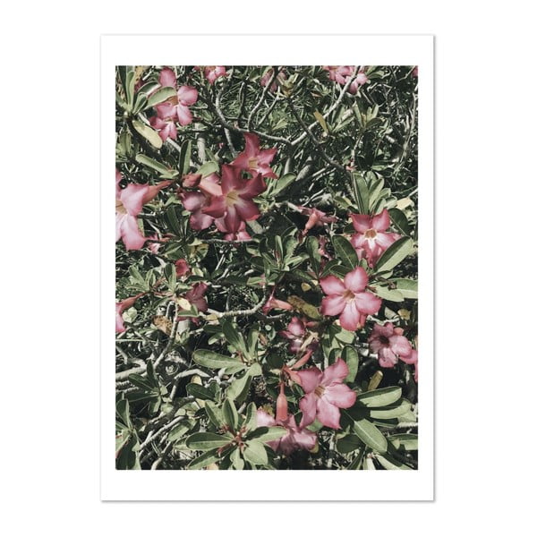 Plagát HF Living Botanic Aphrodite, 50 × 70 cm