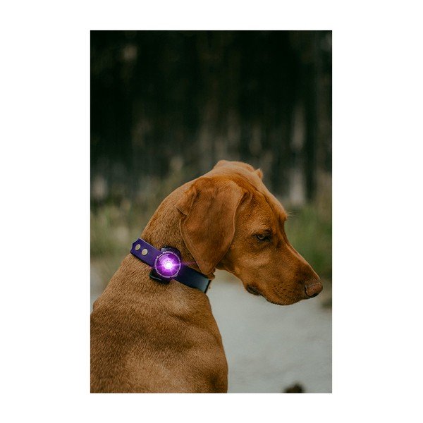 LED svetlo na obojok Purple – Orbiloc-image-4
