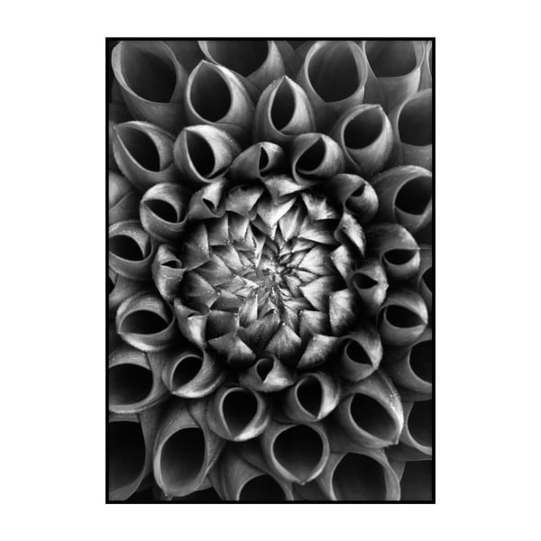 Plagát Imagioo Flower Close Up, 40 × 30 cm