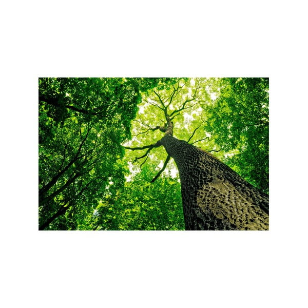 Obraz V zeleni, 45 × 70 cm