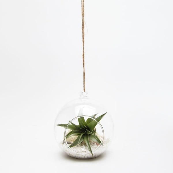 Terárium s rastlinami Globe Mini