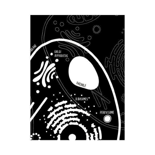 Sada 2 plagátov Follygraph Little & Big Biologist, 30 x 40 cm-image-4