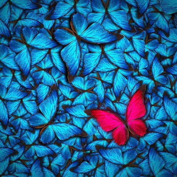Sklenený obraz Insigne Azul Butterfly, 30 × 30 cm