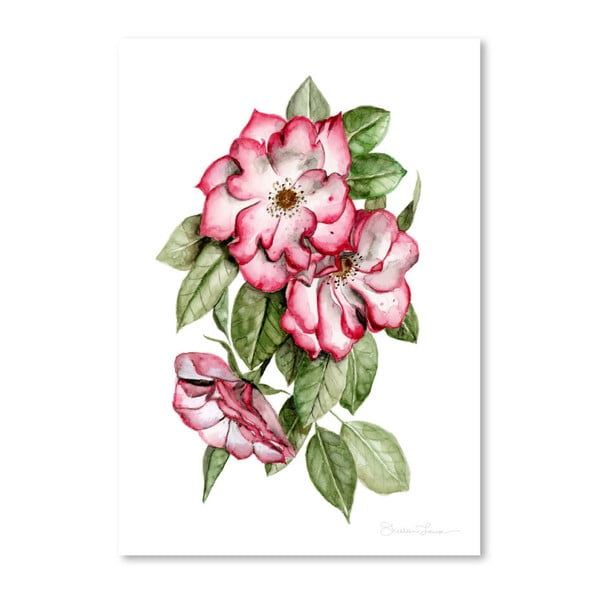 Plagát Portland Roses by Shealeen Louise, 30 x 42 cm