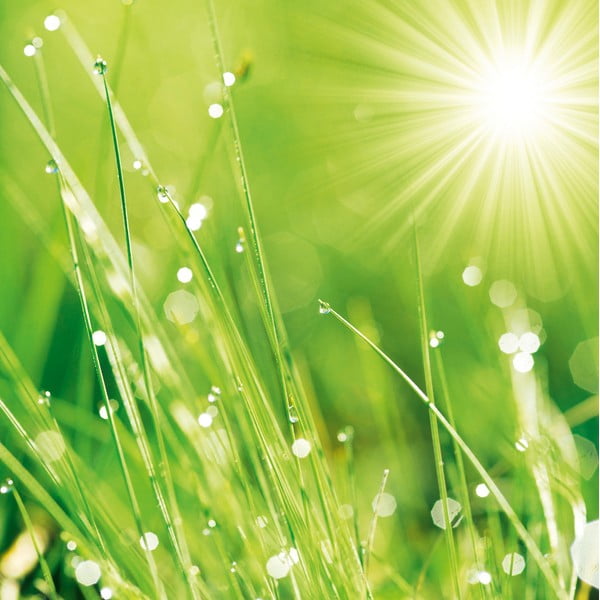Sklenený obraz Lush Morning Grass, 30x30 cm