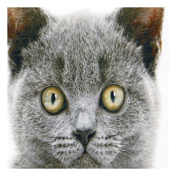 Vankúš Mars&More British Shorthair, 50 x 50 cm-image-1