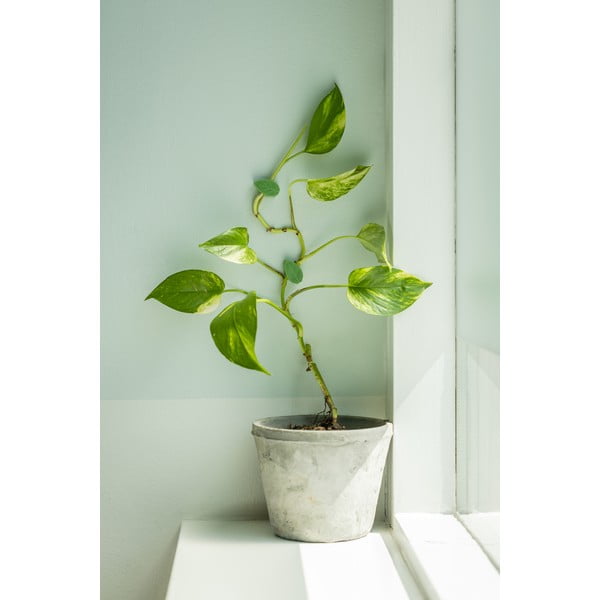 Podpora rastlín 10 ks z recyklovaného plastu (výška  3 cm) – Esschert Design-image-1