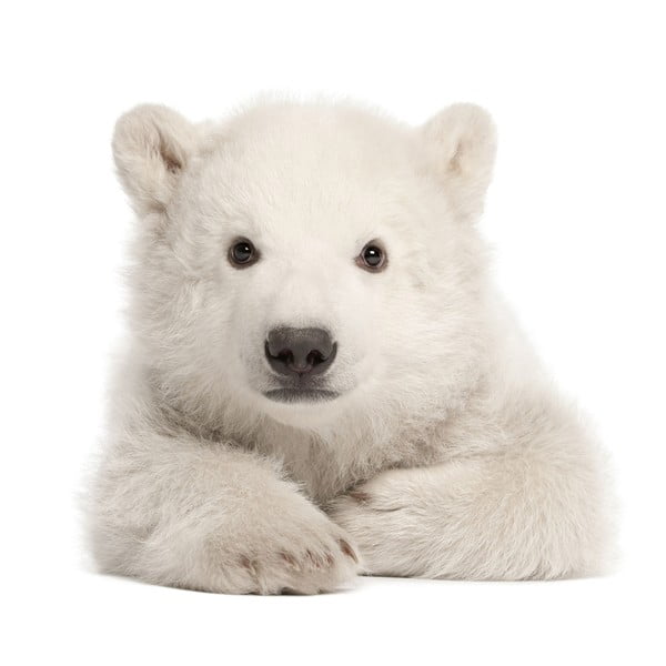 Nástenná samolepka Dekornik Polar Bear, 70 x 76 cm