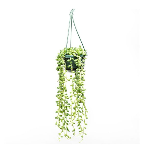 Závesný kvetináč s rastlinou String of Peas