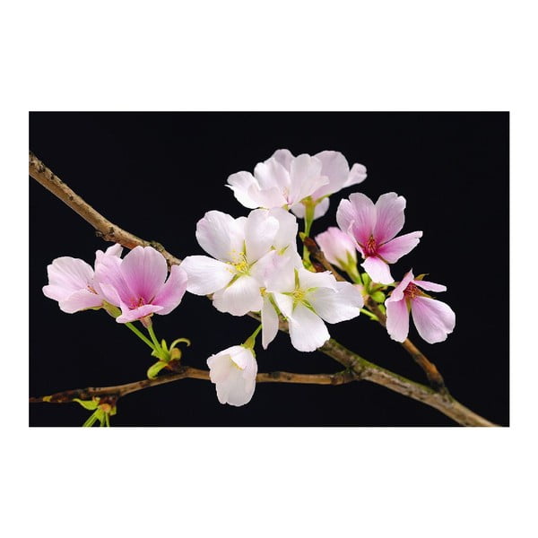 Maxi plagát Cherry Blossoms, 175x115 cm