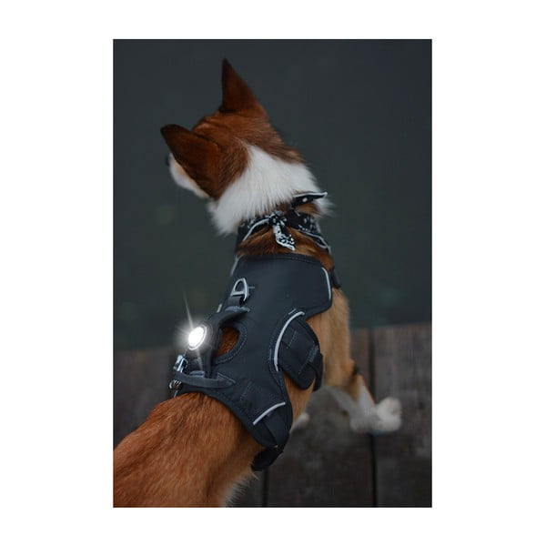 LED svetlo na obojok White – Orbiloc-image-3