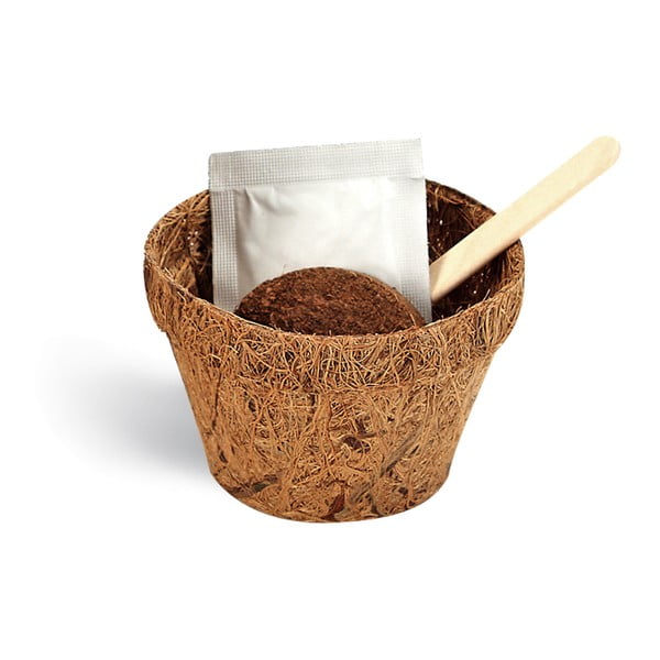 Pestovateľský set so semienkami kávovníka Gift Republic Coffee Lover-image-1