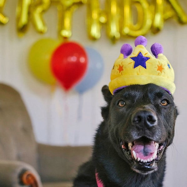 Hračka pre psa Kráľovská koruna – P.L.A.Y.-image-1