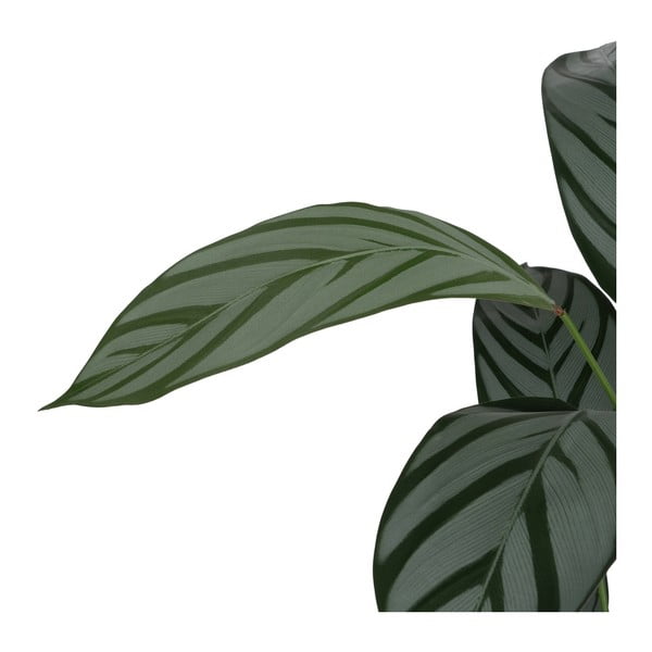 Umelá rastlina (výška 150 cm) Calathea – Ixia-image-3
