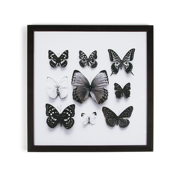 Obraz v ráme Graham & Brown Butterfly Studies, 50 × 50 cm