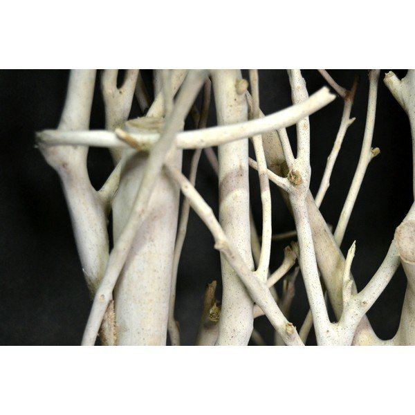 Obraz Tea Tree-image-2