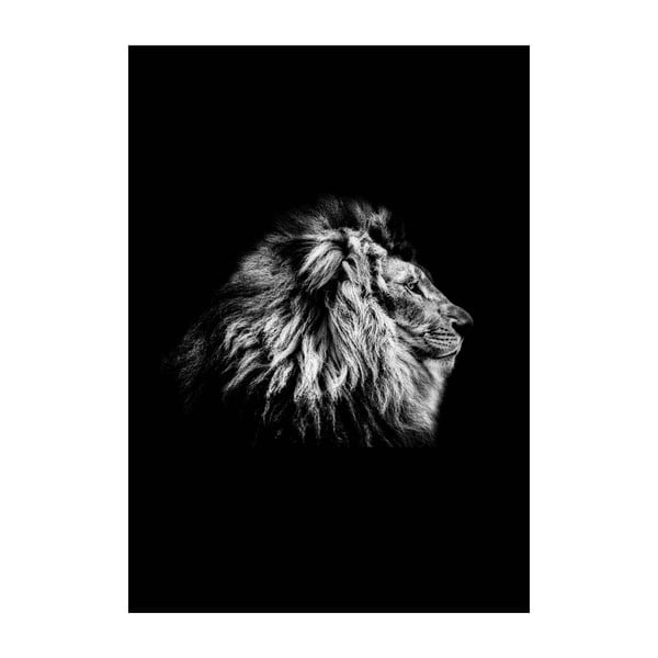 Plagát Imagioo Lion, 40 × 30 cm
