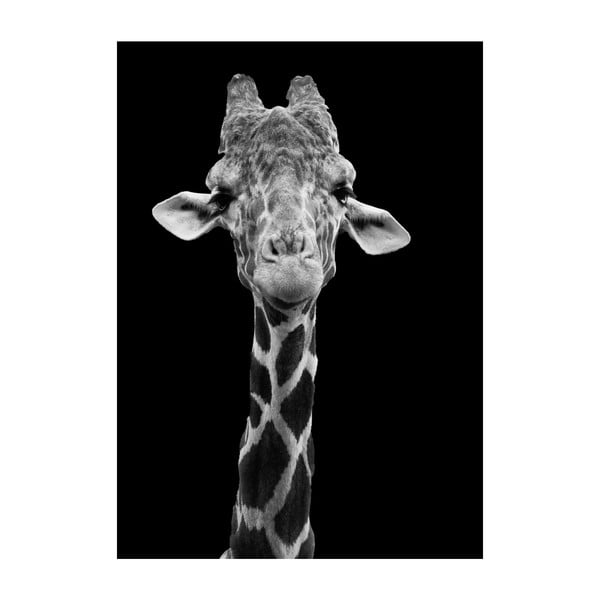 Plagát Imagioo Giraffe, 40 × 30 cm