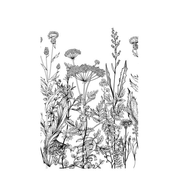 Nástenná čierno-biela tapeta rozkvitnutej lúky Dekornik