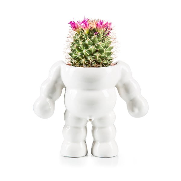 Kvetináč Donkey King Cactus