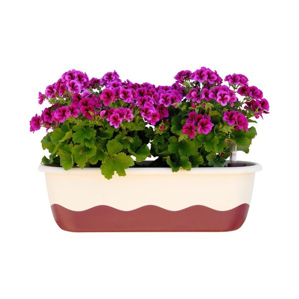 Bielo-ružová samozavlažovacia truhlica Plastia Mareta, dĺžka 60 cm-image-1