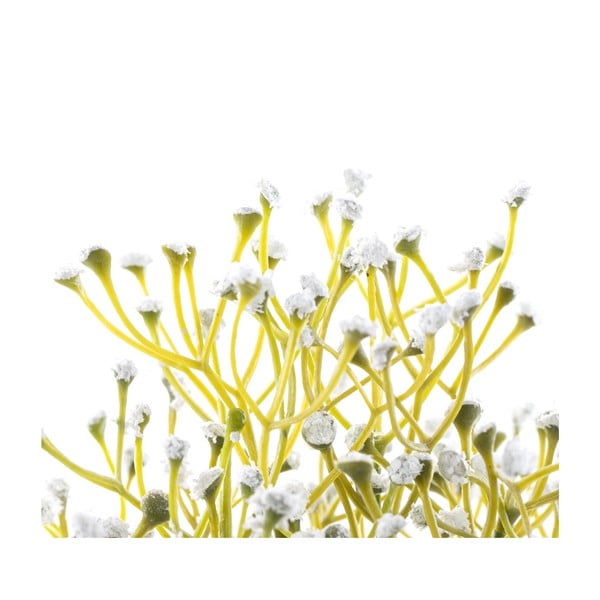 Umelá rastlina (výška  27 cm) Babi – Restilo-image-2