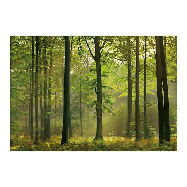 Veľkoformátová tapeta Jesenný les, 366x254 cm