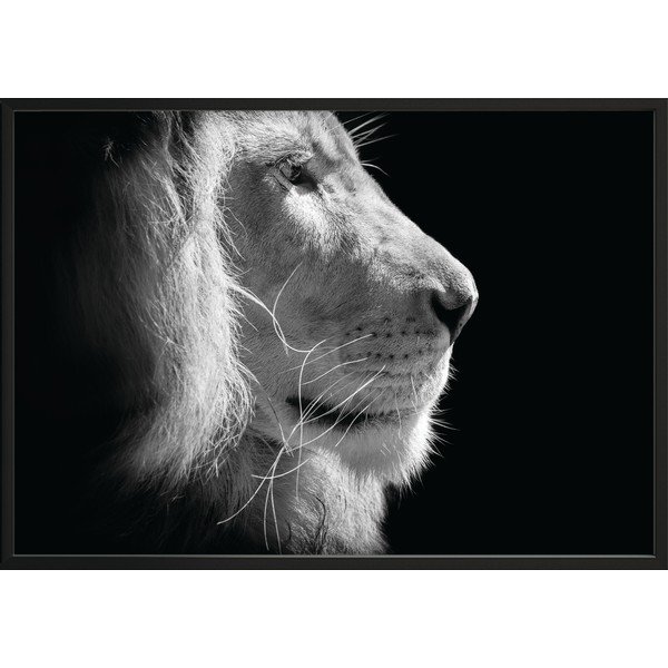 Čierno-biely plagát DecoKing Lion King, 100 x 70 cm