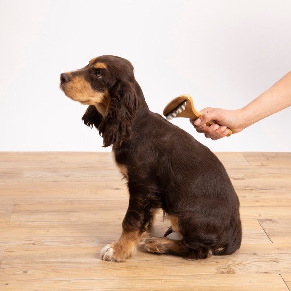 Kefa pre domáceho miláčika – Love Story-image-1