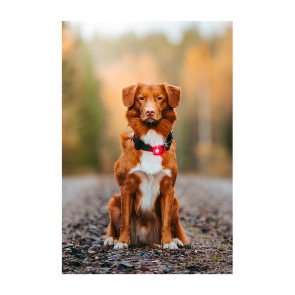 LED svetlo na obojok Red – Orbiloc-image-3